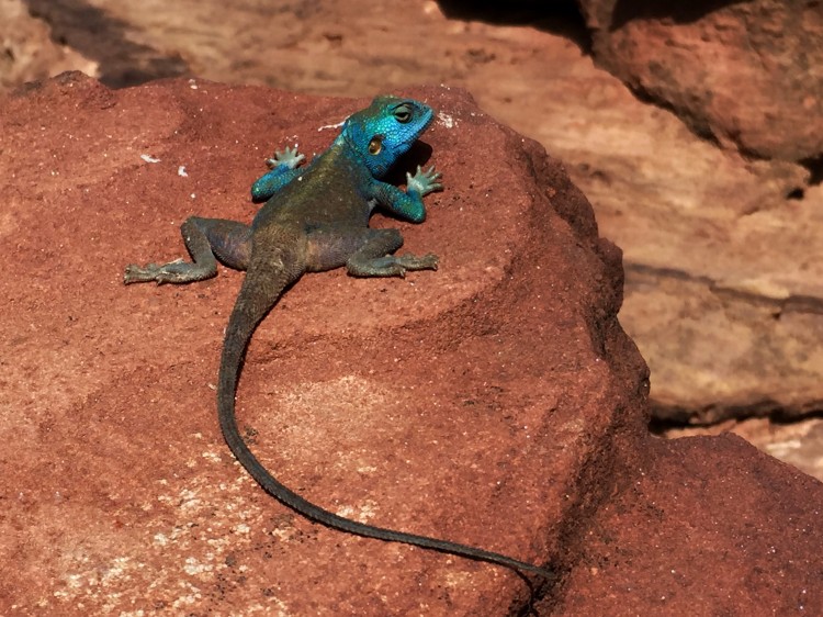petra blue lizard