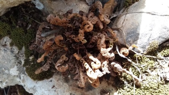 Asplenium ceterach dried